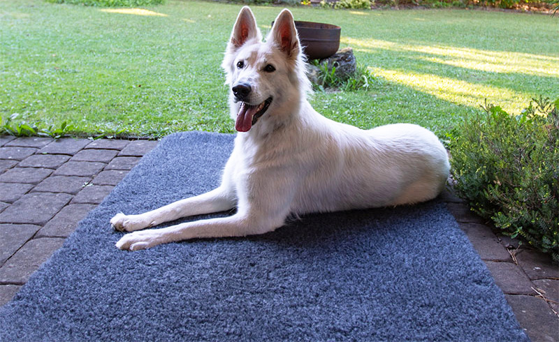 Vetbed Merino antracit u